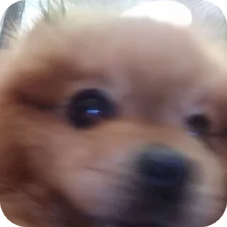 🌟 emoji Пейса шоп Telegram sticker 12 of 41