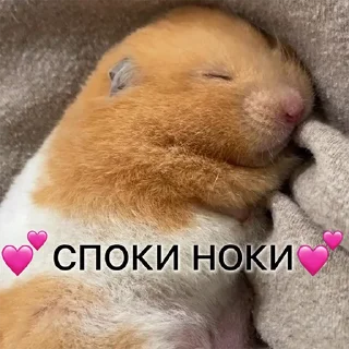 😴 emoji Хомычи Telegram sticker 17 of 19
