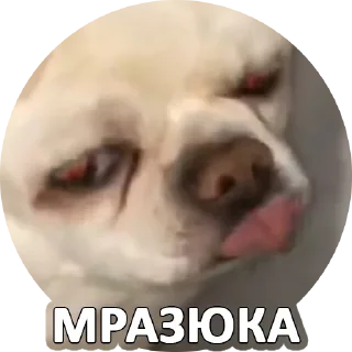 Sticker from Sorry @stickersb2b