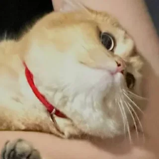 😳 emoji Солнышко Ра @SolnyshkoYes Telegram sticker 22 of 51