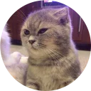 😾 emoji Kittens Telegram sticker 9 of 120