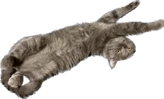 🫠 emoji Pussy rules Telegram sticker 8 of 14