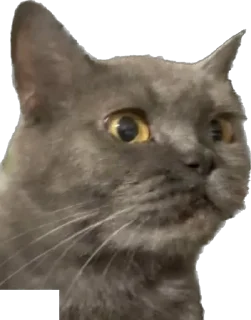 😟 emoji Pussy rules Telegram sticker 7 of 14