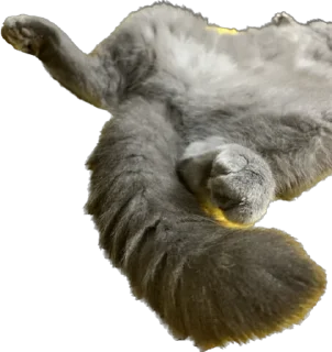 🫣 emoji Pussy rules Telegram sticker 14 of 14