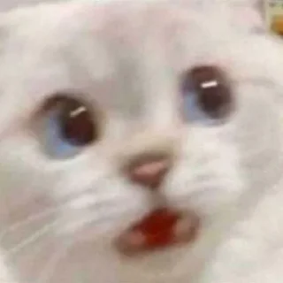 😳 emoji Коты на каждый день 😼 Telegram sticker 11 of 107