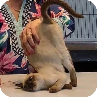 🥵 emoji Стикер пак богемы Telegram sticker 11 of 35