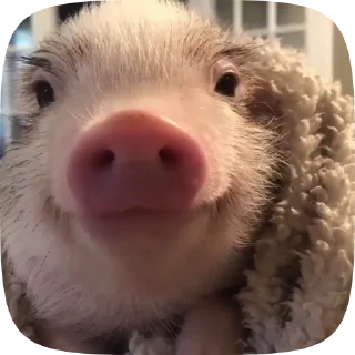 🐷 emoji Котячий дэнс Telegram sticker 13 of 14
