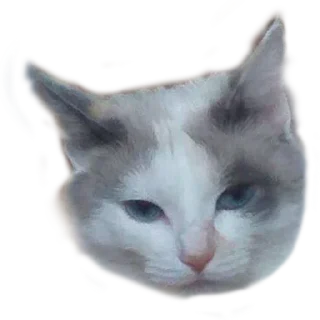 🙈 emoji Котики Telegram sticker 9 of 66