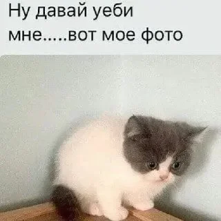 🤩 emoji котики @sinnette Telegram sticker 16 of 120