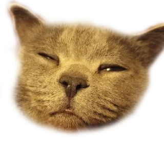 💉 emoji Котики Telegram sticker 19 of 66