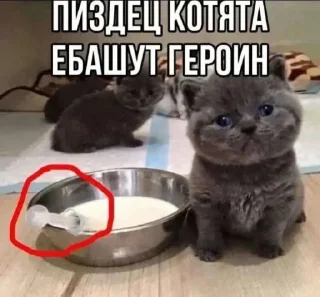 🤩 emoji котики @sinnette Telegram sticker 20 of 120