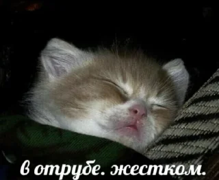 🤩 emoji котики @sinnette Telegram sticker 7 of 120