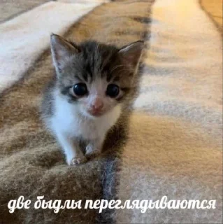 🤩 emoji котики @sinnette Telegram sticker 24 of 120