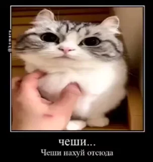 Sticker from Чеши