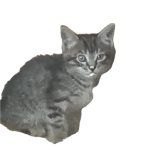 🐱 emoji сися Telegram sticker 14 of 120
