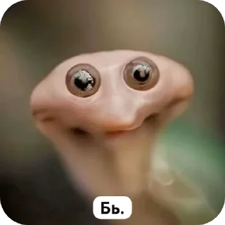 👍 emoji Meme by @Evlampi60 Telegram sticker 20 of 52