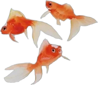 🐟 emoji Aesthetic @Poaro_a Telegram sticker 18 of 104