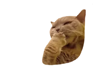 😳 emoji Лола [@stickB00K] Telegram sticker 5 of 43