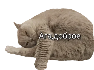 🥱 emoji Лола [@stickB00K] Telegram sticker 6 of 43