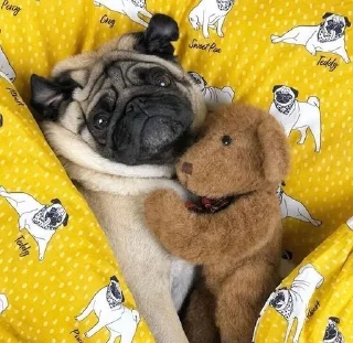 🤗 emoji puggram Telegram sticker 20 of 71