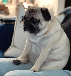 😢 emoji puggram Telegram sticker 24 of 71