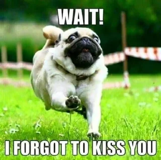 ❤️ emoji puggram Telegram sticker 8 of 71