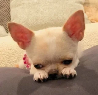 🤔 emoji puggram Telegram sticker 10 of 71