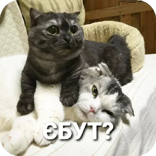 🐱 emoji Aryan cats Telegram sticker 19 of 51