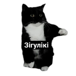 🐱 emoji Aryan cats Telegram sticker 5 of 51