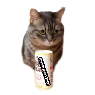 🐱 emoji Aryan cats Telegram sticker 6 of 51
