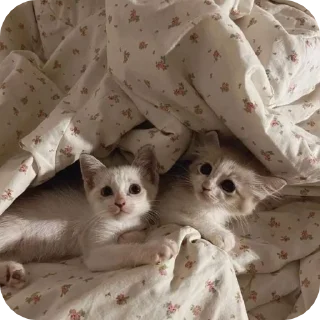 🌟 emoji котики для котика Telegram sticker 12 of 18