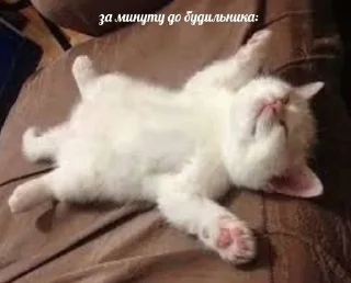 🌟 emoji коты Telegram sticker 16 of 21