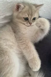 💪 emoji Это не лютик... Telegram sticker 14 of 14