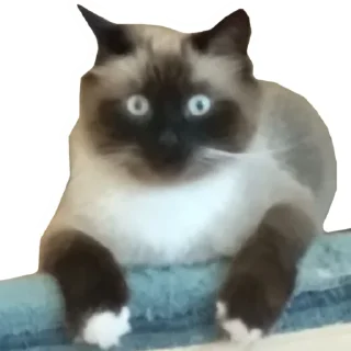 😵‍💫 emoji лютик Telegram sticker 9 of 35