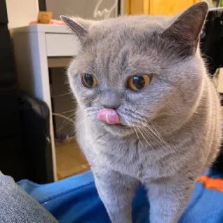 😛 emoji шеба муд Telegram sticker 16 of 19
