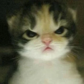 😠 emoji котики♡︎ Telegram sticker 14 of 19