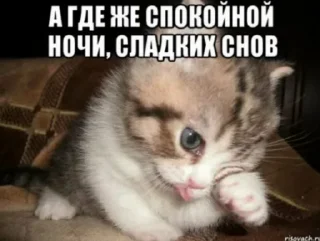 🌟 emoji ♡Котики♡ Telegram sticker 5 of 18