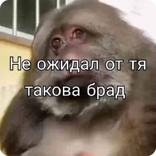 🌟 emoji Манке пан Telegram sticker 9 of 11