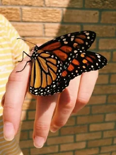 🌟 emoji Эстетика🦋 Telegram sticker 9 of 39