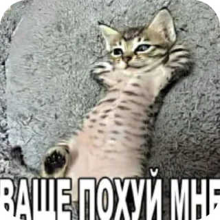 🐱 emoji локал мемс :: @chgur228 Telegram sticker 16 of 59