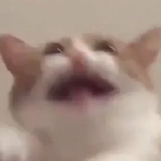 😵‍💫 emoji Котята обдолбыши Telegram sticker 11 of 16