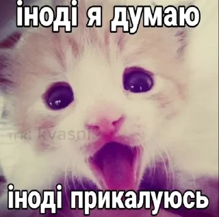 🌟 emoji Котярки Telegram sticker 7 of 23