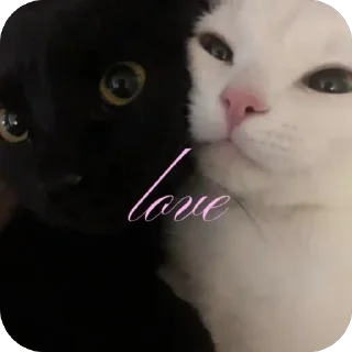 ❤ emoji Кітик Telegram sticker 18 of 62