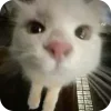 ☺️ emoji Kitty Telegram sticker 23 of 62