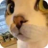 🐈 emoji Kitty Telegram sticker 6 of 62