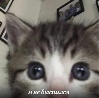 🌟 emoji Котярки Telegram sticker 13 of 23