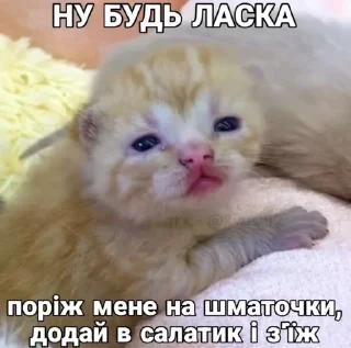 🌟 emoji Котярки Telegram sticker 9 of 23