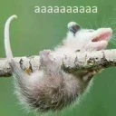😱 emoji Ох уж эти опоссумы @gogdnota Telegram sticker 9 of 45