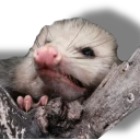 🦊 emoji Ох уж эти опоссумы @gogdnota Telegram sticker 12 of 45