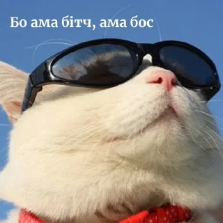 😎 emoji Кітики🐱 Telegram sticker 17 of 26